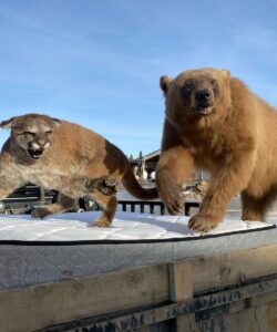 Bear & Cougar Taxidermy - Wild Alberta High Country Outfitters pic 1