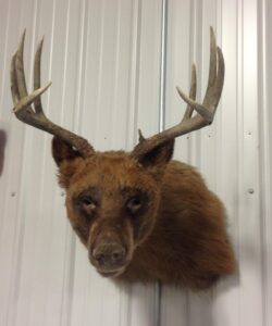 Bear Deer Taxidermy - Wild Alberta High Country Outfitters pic 1