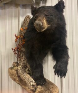 Bear Taxidermy - Wild Alberta High Country Outfitters Pic #001