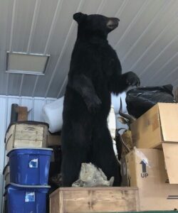 Bear Taxidermy - Wild Alberta High Country Outfitters Pic #0011
