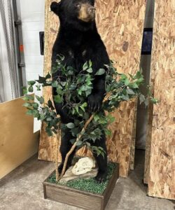 Bear Taxidermy - Wild Alberta High Country Outfitters Pic #0019