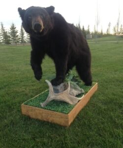 Bear Taxidermy - Wild Alberta High Country Outfitters Pic #002