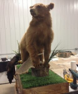 Bear Taxidermy - Wild Alberta High Country Outfitters Pic #003