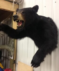 Bear Taxidermy - Wild Alberta High Country Outfitters Pic #004