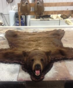 Bear Taxidermy - Wild Alberta High Country Outfitters Pic #006