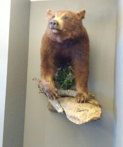 Bear Taxidermy - Wild Alberta High Country Outfitters Pic #007