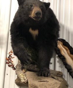 Bear Taxidermy - Wild Alberta High Country Outfitters Pic #008