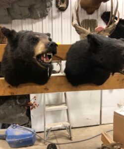 Bear Taxidermy - Wild Alberta High Country Outfitters Pic #009