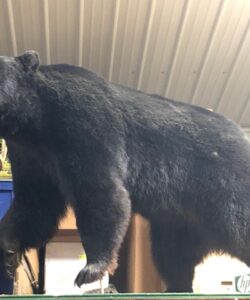Bear Taxidermy - Wild Alberta High Country Outfitters Pic #010