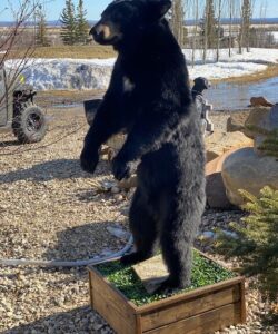 Bear Taxidermy - Wild Alberta High Country Outfitters Pic #013