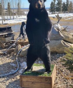 Bear Taxidermy - Wild Alberta High Country Outfitters Pic #014