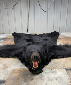 Bear Taxidermy - Wild Alberta High Country Outfitters Pic #015