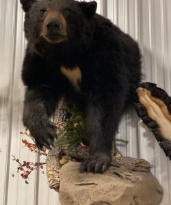 Bear Taxidermy - Wild Alberta High Country Outfitters Pic #016