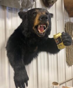 Bear Taxidermy - Wild Alberta High Country Outfitters Pic #017