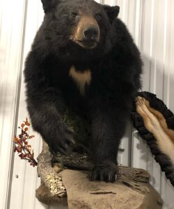 Bear Taxidermy - Wild Alberta High Country Outfitters pic 1