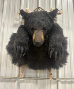 Bear Taxidermy - Wild Alberta High Country Outfitters pic 2
