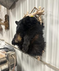 Bear Taxidermy - Wild Alberta High Country Outfitters pic 22