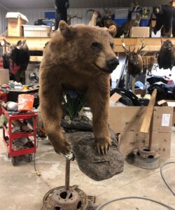 Bear Taxidermy - Wild Alberta High Country Outfitters pic 5