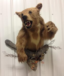 Bear Taxidermy - Wild Alberta High Country Outfitters pic 6