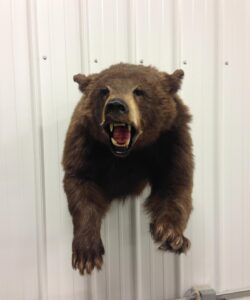 Bear Taxidermy - Wild Alberta High Country Outfitters pic 7