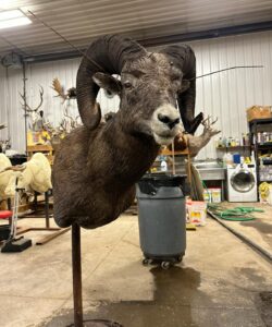 Big Horn Sheep Taxidermy - Wild Alberta High Country Outfitters pic 1