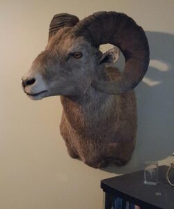 Big Horn Sheep Taxidermy - Wild Alberta High Country Outfitters pic 2