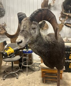 Big Horn Sheep Taxidermy - Wild Alberta High Country Outfitters pic 3