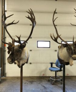 Caribou Taxidermy - Wild Alberta High Country Outfitters pic 1