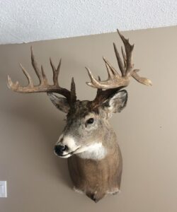Deer Taxidermy - Wild Alberta High Country Outfitters pic 2