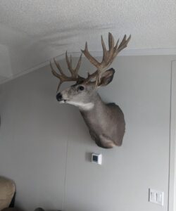 Deer Taxidermy - Wild Alberta High Country Outfitters pic 3