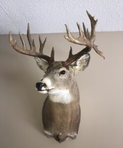 Deer Taxidermy - Wild Alberta High Country Outfitters pic 5