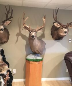 Deer Taxidermy - Wild Alberta High Country Outfitters pic 8