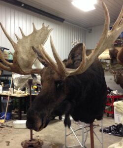 Moose Taxidermy - Wild Alberta High Country Outfitters pic 2