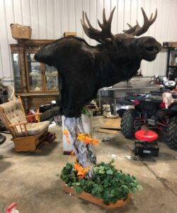 Moose Taxidermy - Wild Alberta High Country Outfitters pic 4