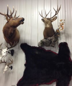 Taxidermy Wall - Wild Alberta High Country Outfitters