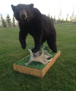 Bear Taxidermy - Wild Alberta High Country Outfitters pic 3