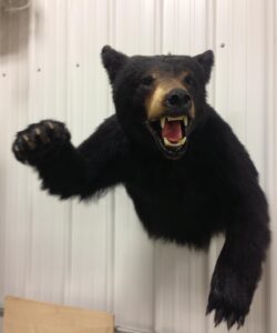 Bear Taxidermy - Wild Alberta High Country Outfitters pic 8
