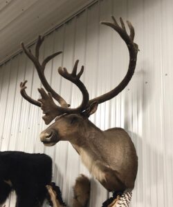 Caribou Taxidermy - Wild Alberta High Country Outfitters pic 2
