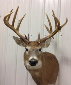 Deer Taxidermy - Wild Alberta High Country Outfitters pic 1