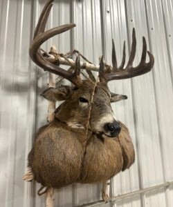 Deer Taxidermy - Wild Alberta High Country Outfitters pic 7