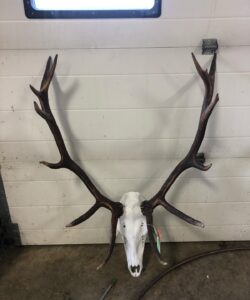 Elk Euro mount Taxidermy - Wild Alberta High Country Outfitters pic 1