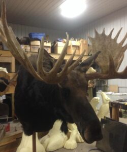 Moose Taxidermy - Wild Alberta High Country Outfitters pic 3